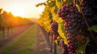 Ripe purple grapes hanging on vine in vineyard at golden sunset with warm light filtering through leaves creating beautiful agricultural landscape.