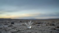 Delicate white coral-like structure emerging from barren desert sand with distant mountains under overcast sky, suitable for environmental and surreal design projects.