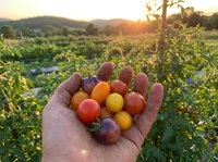 Hand holding colorful heirloom cherry tomatoes at sunset in organic farm garden with mountains in background for healthy eating and agriculture concepts.