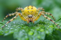Yellow garden spider on wet green leaf with morning dew drops, macro photography showing detailed arachnid features in natural environment.