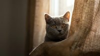 Gray tabby cat peeking from behind beige fabric curtain with curious expression, suitable for pet, home decor, and lifestyle content.