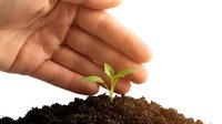 Hand holding young seedling in soil, symbolizing growth, nurturing, and environmental care for sustainability and gardening concepts.