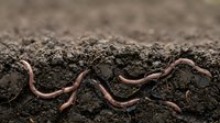 Earthworms crawling on moist soil surface, essential for garden aeration and composting projects, agriculture and environmental education.
