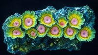 Fluorescent zoanthid coral colony in vibrant green and pink colors glowing against dark background, showing detailed polyp structure and natural growth pattern.