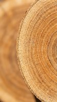 Close-up of tree ring cross-section showing annual growth patterns and wood grain texture. Suitable for forestry, environmental, and nature-related projects.