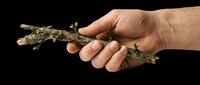 Isolated hand holding dried tree branch or twig on transparent background, ready for design use in t-shirts, clipart, stickers, print-on-demand products, and digital crafts.