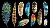 Colorful bird feathers collection isolated on transparent background, ready for t-shirt design, stickers, clipart, sublimation, and print on demand projects.