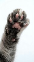 Close-up of a gray cat paw with pink pads and sharp claws raised up, isolated on white background, showing fine fur detail.