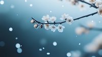 Delicate white cherry blossoms on branch against blurred blue winter background with falling snow, creating dreamy seasonal atmosphere for nature backgrounds.