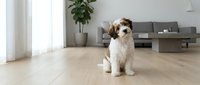 Fluffy brown and white puppy sitting on wooden floor in modern living room with gray sofa and potted plant, pet adoption and home interior design.