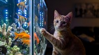 Tabby cat watching fish swimming in illuminated aquarium with coral and plants, curious pet observing aquatic life indoors.