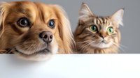 Adorable dog and cat duo peeking over white surface with curious expressions, showcasing friendship between pets in studio setting for veterinary care.