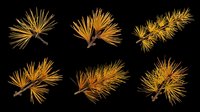 Six golden pine branches with needles, isolated on transparent background. Ready for stickers, t-shirt design, print on demand, sublimation, and clipart use.