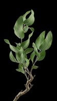 Botanical branch with fresh green leaves isolated on transparent background, ready for t-shirt design, clipart, stickers, print-on-demand products and sublimation projects.