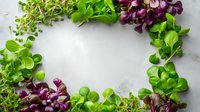 Fresh microgreens frame on light background with purple radish sprouts and green sunflower shoots creating circular border for food photography.