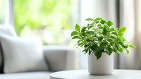 Fresh green houseplant in white ceramic pot on windowsill with soft natural daylight and blurred background, creating minimalist home decor atmosphere.
