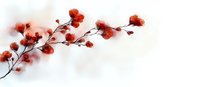 Red plum blossom branch with delicate flowers against white background, watercolor style botanical art for spring season decorative designs and wall art.