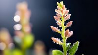 Delicate pink and yellow wildflower covered in morning dew drops against dark background, macro nature photography showing intricate details and bokeh effect.