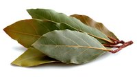 Fresh bay leaves with detailed texture and visible veins on white background, aromatic herb for cooking and seasoning dishes.