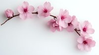 Delicate pink cherry blossoms branch curves gracefully on white background, soft petals create romantic spring composition. Isolated floral design element for decorative use.