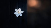 Single white flower with yellow center on dark wooden surface creating minimalist nature composition with soft bokeh background for zen meditation concepts.