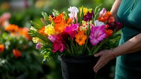 Vibrant fresh-cut flowers including freesias, roses and carnations arranged in black metal bucket, held by gardener hands against blurred garden background.