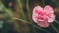 Pink carnation flower blooming in garden with soft natural background for romantic occasions and floral arrangements.
