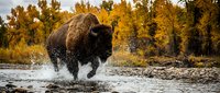 Powerful bison charging through shallow river water with golden autumn foliage creating dramatic wildlife scene in natural habitat during fall season.
