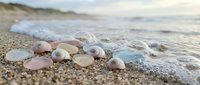 Colorful smooth pebbles and seashells scattered on sandy beach shore with gentle ocean waves in soft natural lighting creating peaceful coastal scene.