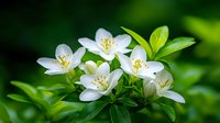 Delicate white mock orange blossoms with yellow stamens against fresh green foliage background, macro nature photography showing spring garden flowering shrub in bloom.