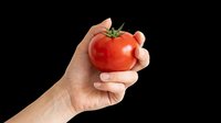 Hand holding a fresh red tomato, isolated on transparent background. Ready for food blogs, stickers, t-shirt design, print on demand, and clipart projects.