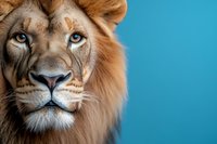 Majestic male lion with striking blue eyes and golden mane against vibrant blue background, close-up portrait showcasing powerful feline features and intense gaze.