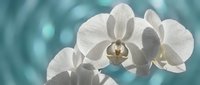 White orchid flowers with elegant petals against soft turquoise background with bokeh light effects for spa wellness and luxury interior design concepts.