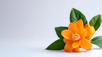 Vibrant orange gardenia flower with glossy green leaves on white background, perfect for wellness, spa, or cosmetic product design.