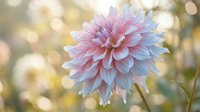 Pink and white dahlia flower in full bloom with soft bokeh background creating dreamy garden atmosphere for floral design projects.