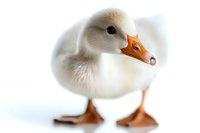 Adorable white duckling with orange beak and feet standing against soft white background, close-up view showing fluffy feathers and curious expression.