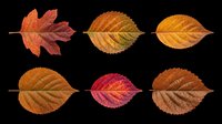 Six autumn leaves in warm red, orange, and brown tones, isolated on transparent background. Ready for clipart, stickers, t-shirt design, sublimation, and print on demand.