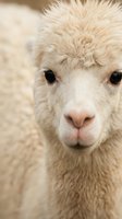 Cream-colored llama with fluffy wool coat and dark eyes gazing directly at camera in close-up portrait for animal, wildlife, and farm stock photography.