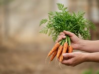 Fresh organic carrots with green leafy tops held in hands against blurred garden background, suitable for farming, agriculture, healthy eating and farm-to-table food content.