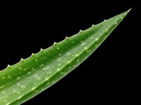 Aloe vera leaf isolated on transparent background, ready for t-shirt design, stickers, clipart, print on demand, and sublimation projects.