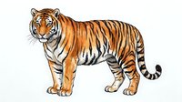 Majestic tiger with orange and black stripes standing in profile against white background, suitable for wildlife education, nature designs, and animal illustration projects.