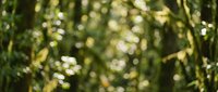 Abstract green nature bokeh background with soft blurred lights and foliage creating dreamy atmospheric effect for design projects and overlays.