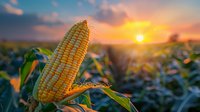 Fresh ripe corn cob on stalk in agricultural field during dramatic sunset, golden hour lighting illuminates farm landscape with vibrant colors and warm glow.
