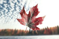 Red maple leaf floating against blurred autumn forest and dramatic altocumulus cloud formation background. Nature seasonal composition captures fall atmosphere.