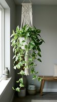 Handmade macrame plant hanger with trailing pothos in modern interior. Boho wall decor for hanging plants in living room or bedroom design.