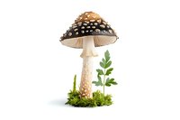 Detailed fly agaric mushroom with brown cap and white spots growing in moss with small green plants, isolated on white background.