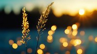 Delicate grass silhouettes against golden sunset bokeh lights create dreamy atmosphere at dusk, with blurred water background and warm glowing orbs.