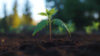 Young cannabis seedling growing in rich soil with natural sunlight and bokeh background, showing early stage plant development and organic cultivation process.