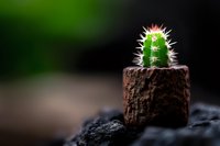 Small green cactus with white thorns in rustic wooden pot against dark background with bokeh effect, minimalist nature composition for home decor and gardening concepts.