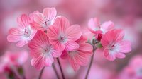 Delicate pink mallow flowers in bloom against soft blurred background, close-up view showing detailed petals and stamens in gentle spring lighting.